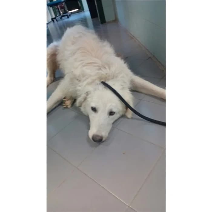 Etto, Bianco female 6yo mixed breed for adoption at Canile della Muratella, Rome