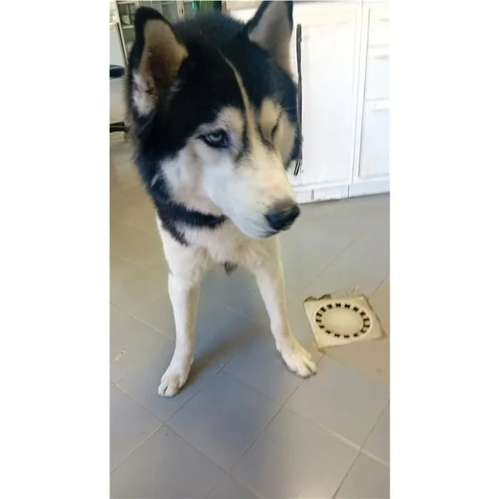 Matricola, Nero Bianco male young Husky for adoption at Canile della Muratella, Rome