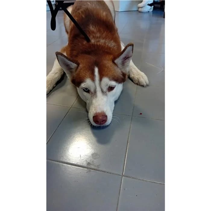 Matricola, marrone bianco female young Husky for adoption at Canile della Muratella, Rome