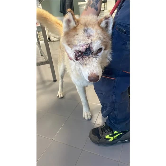 Granita, fulvo bianco male 4yo Husky for adoption at Canile della Muratella, Rome