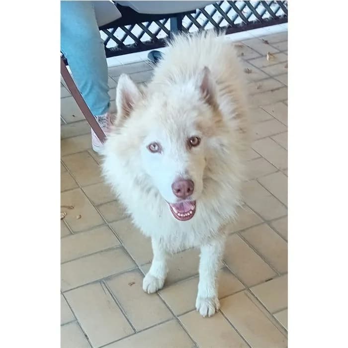 Matr. 2026/1757, Bianco beige male 3yo Husky for adoption at Canile della Muratella, Rome