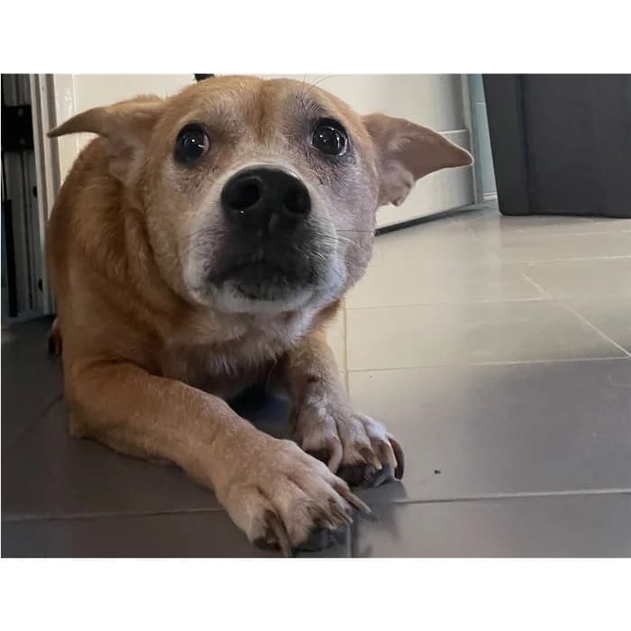 Matr. 2026/1759, Fulvo male senior mixed breed for adoption at Canile della Muratella, Rome