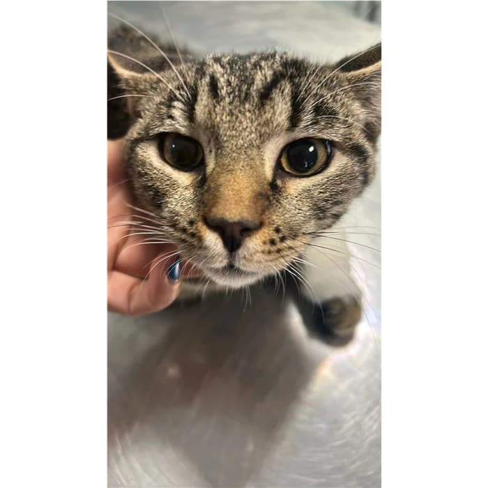 Matricola, Tigrato male puppy European Shorthair for adoption at Canile della Muratella, Rome