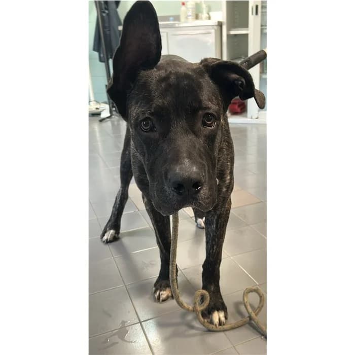 Matricola, nero tigrato male puppy Cane Corso for adoption at Canile della Muratella, Rome