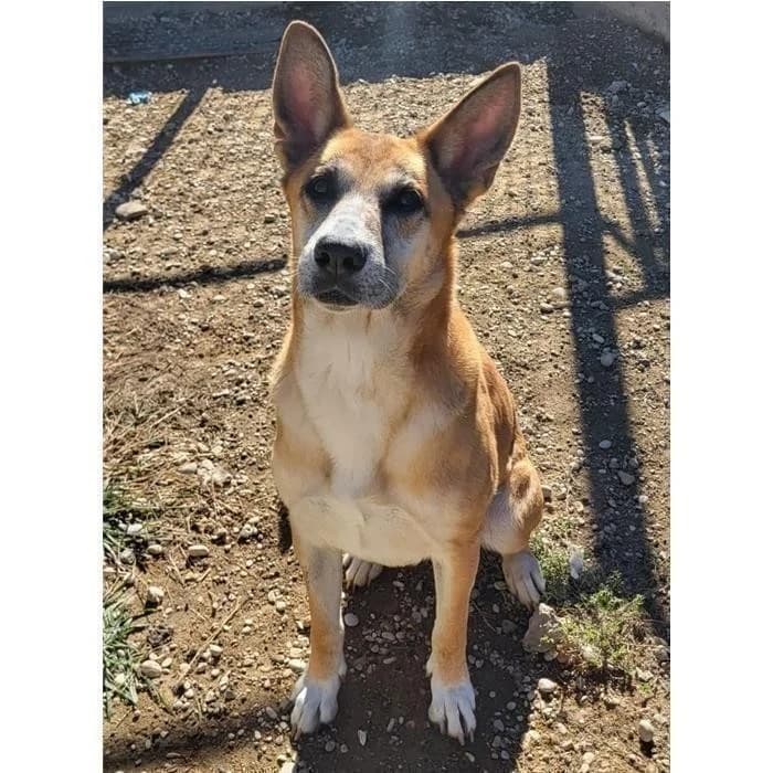 Misty, Fulvo female senior German Shepherd for adoption at Canile della Muratella, Rome