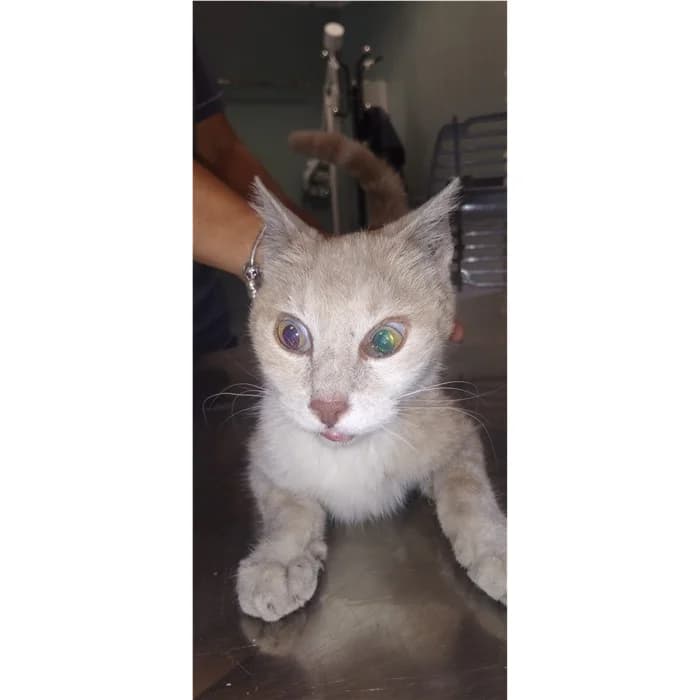 Matricola, Bianco cipria male senior European Shorthair for adoption at Canile della Muratella, Rome
