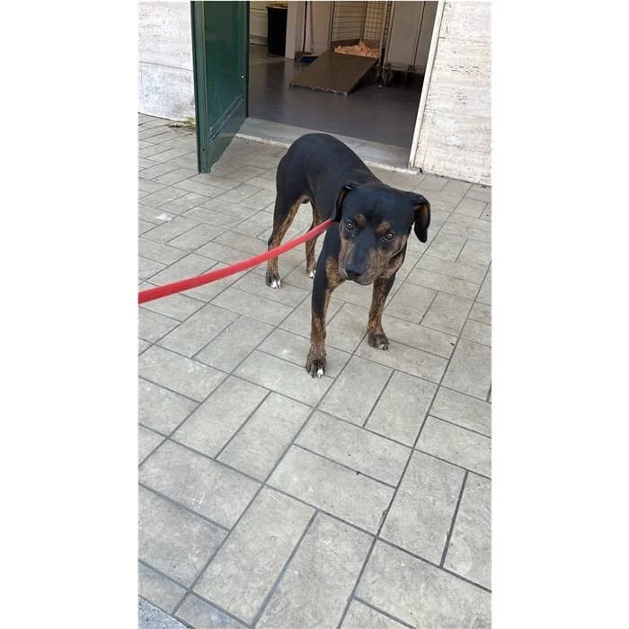 Granita, Nero Focato male puppy Pit Bull Terrier for adoption at Canile della Muratella, Rome
