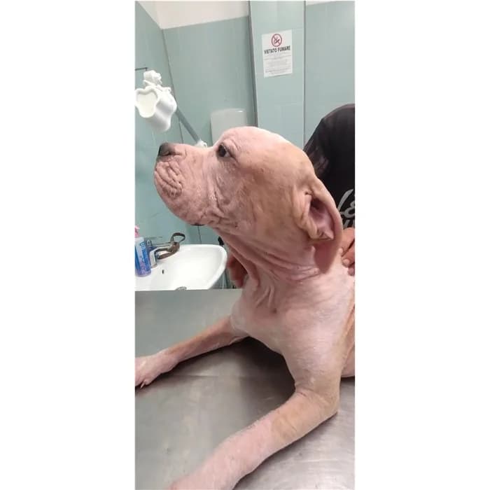 Granita, Bianco beige male puppy Pit Bull Terrier for adoption at Canile della Muratella, Rome