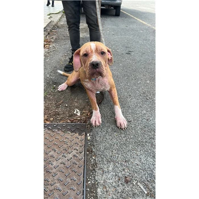 Granita, bianco arancio male puppy American Staffordshire Terrier for adoption at Canile della Muratella, Rome