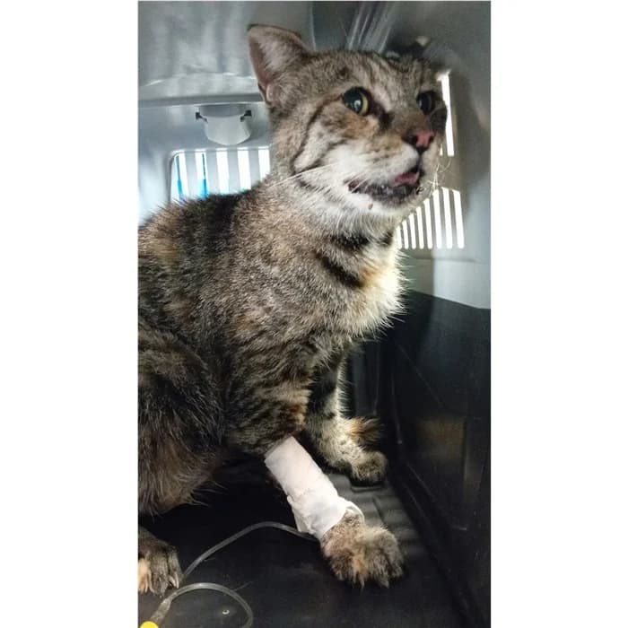 Matricola, grigio tigrato female senior European Shorthair for adoption at Canile della Muratella, Rome