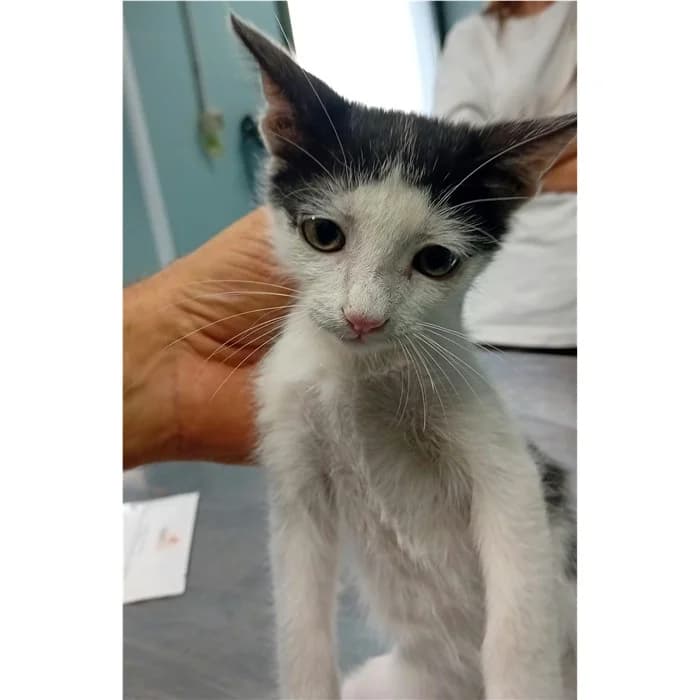 Matricola, Bianco Nero male puppy European Shorthair for adoption at Canile della Muratella, Rome