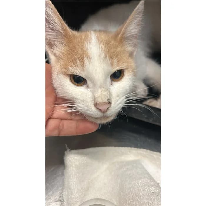 Matricola, bianco arancio male puppy European Shorthair for adoption at Canile della Muratella, Rome