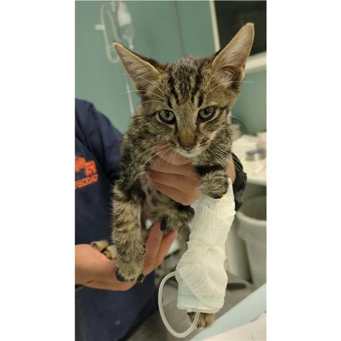 Matricola, tigrato grigio male puppy European Shorthair for adoption at Canile della Muratella, Rome