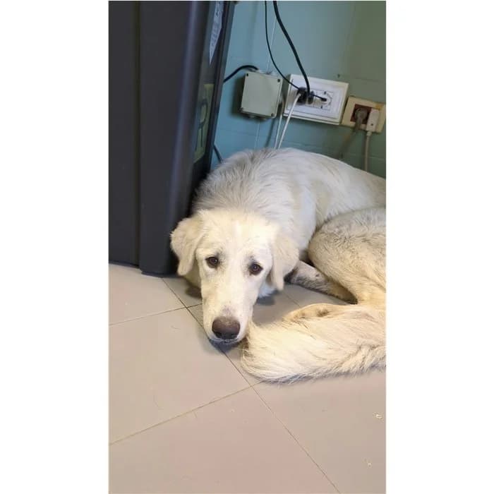 Dino, Bianco female puppy mixed breed for adoption at Canile della Muratella, Rome