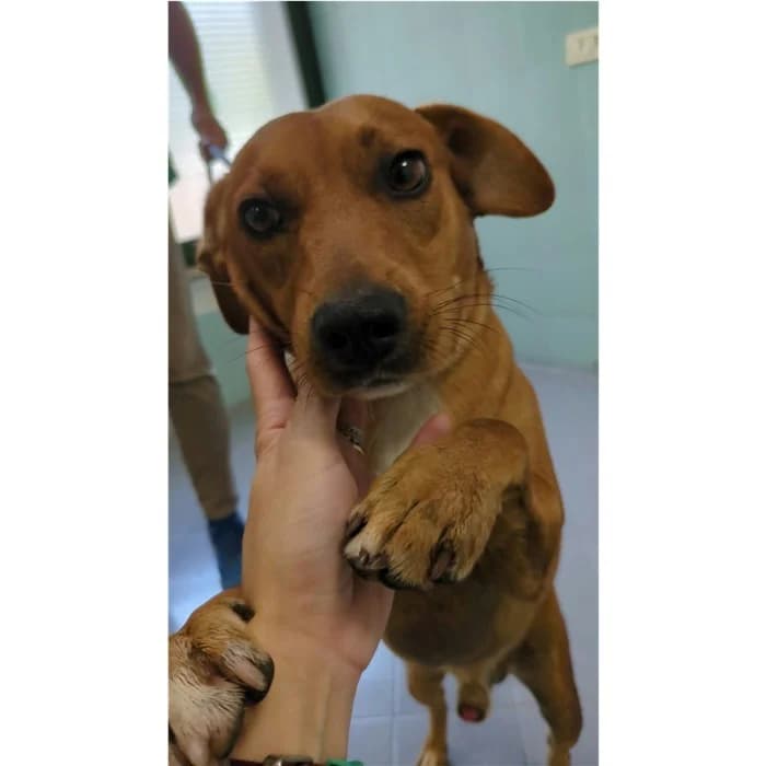 Sauro, Fulvo male young mixed breed for adoption at Canile della Muratella, Rome