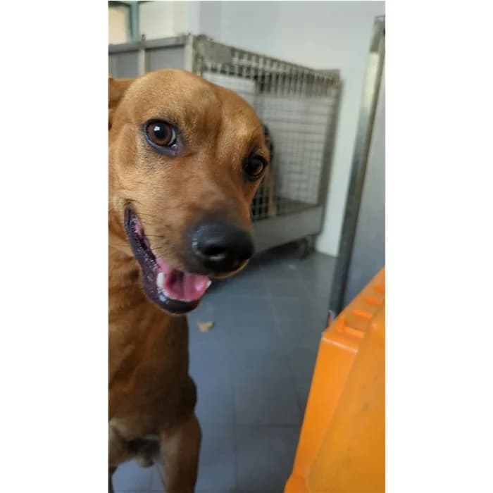 Sauro, Fulvo male young mixed breed for adoption at Canile della Muratella, Rome