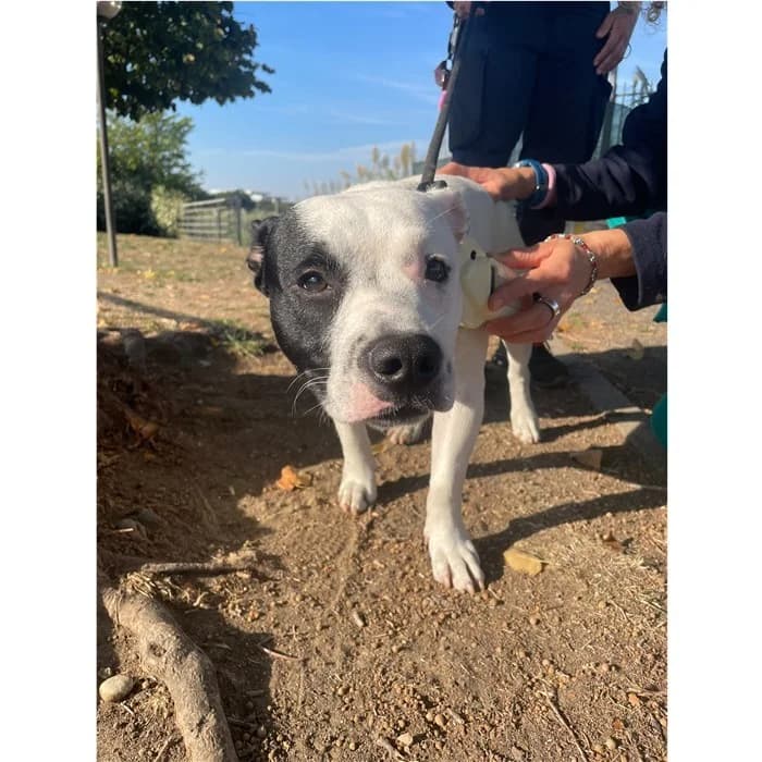 Dino, Bianco Nero male puppy mixed breed for adoption at Canile della Muratella, Rome