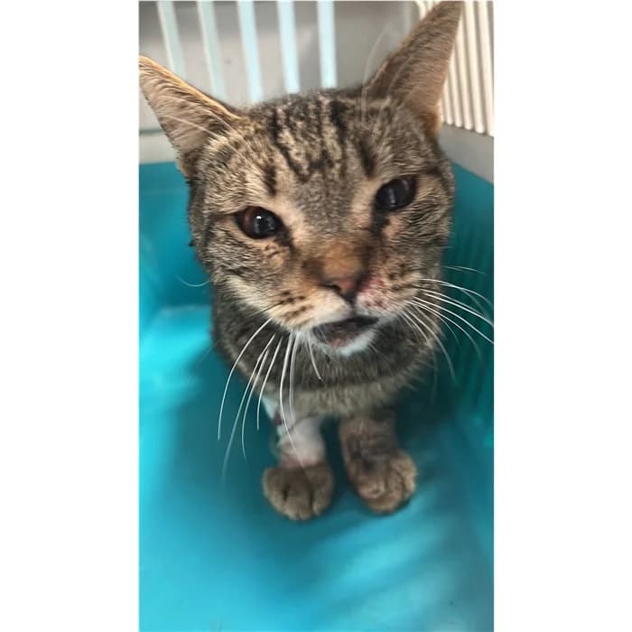 Matricola, Tigrato male senior European Shorthair for adoption at Canile della Muratella, Rome