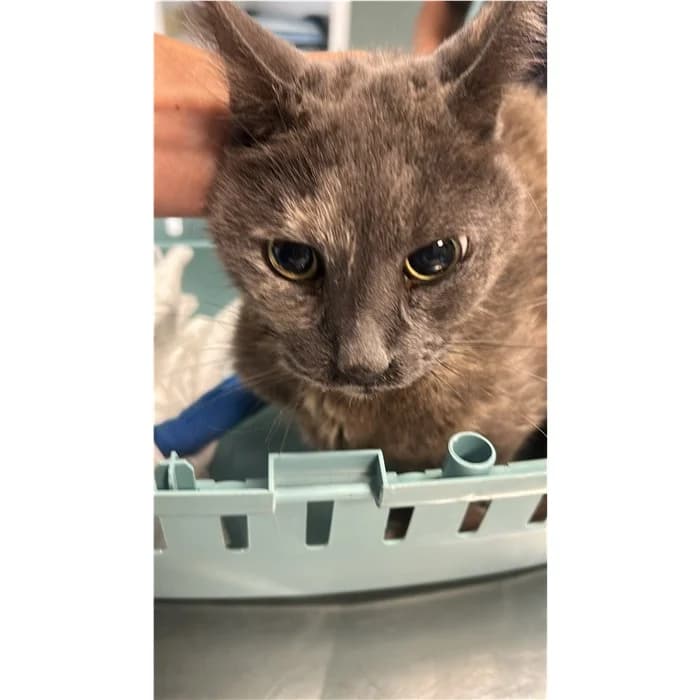 Matricola, tigrato grigio female senior European Shorthair for adoption at Canile della Muratella, Rome