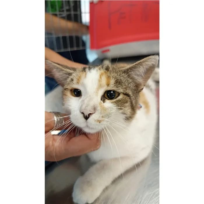 Matricola, tricolore female puppy European Shorthair for adoption at Canile della Muratella, Rome