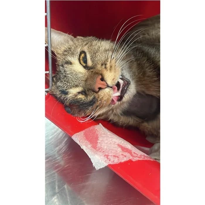 Matricola, Tigrato male young European Shorthair for adoption at Canile della Muratella, Rome