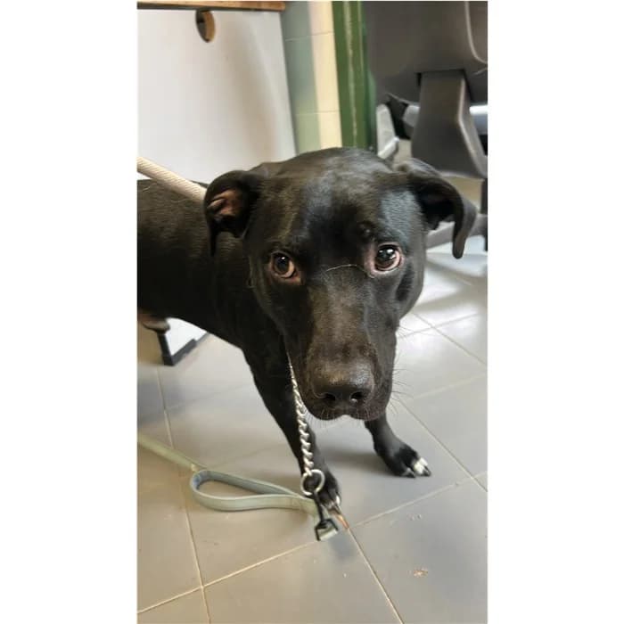 Dino, Nero male young mixed breed for adoption at Canile della Muratella, Rome