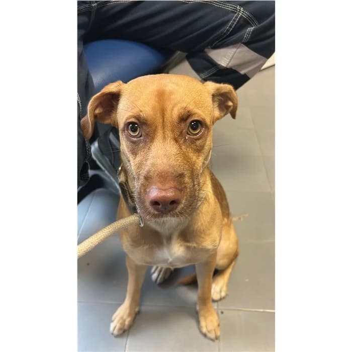 Dino, fulvo focato female puppy mixed breed for adoption at Canile della Muratella, Rome