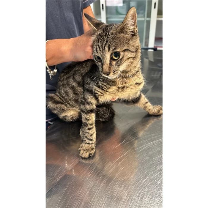 Matricola, tigrato grigio male puppy European Shorthair for adoption at Canile della Muratella, Rome