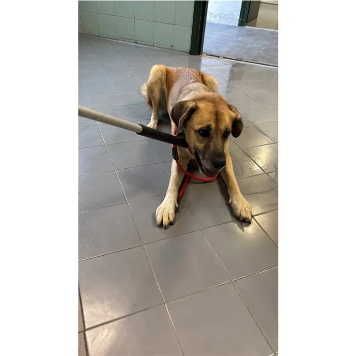 Matricola, Fulvo female 4yo mixed breed for adoption at Canile della Muratella, Rome