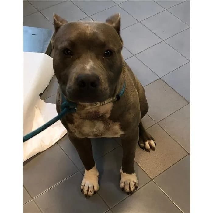 Jonas, Grigio Bianco male 6yo American Staffordshire Terrier for adoption at Canile della Muratella, Rome