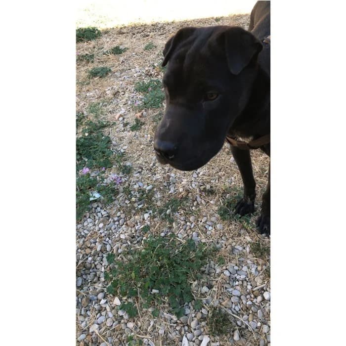 Matr. 2022/1395, Nero male 4yo Shar Pei for adoption at Canile della Muratella, Rome