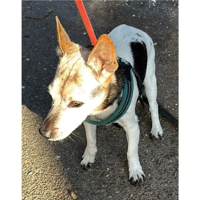Winston, tricolore male senior Jack Russell Terrier for adoption at Canile della Muratella, Rome