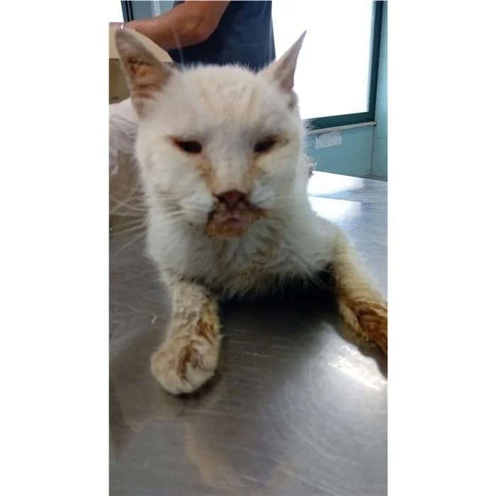 Matr. 2026/1860, Bianco male 4yo European Shorthair for adoption at Canile della Muratella, Rome