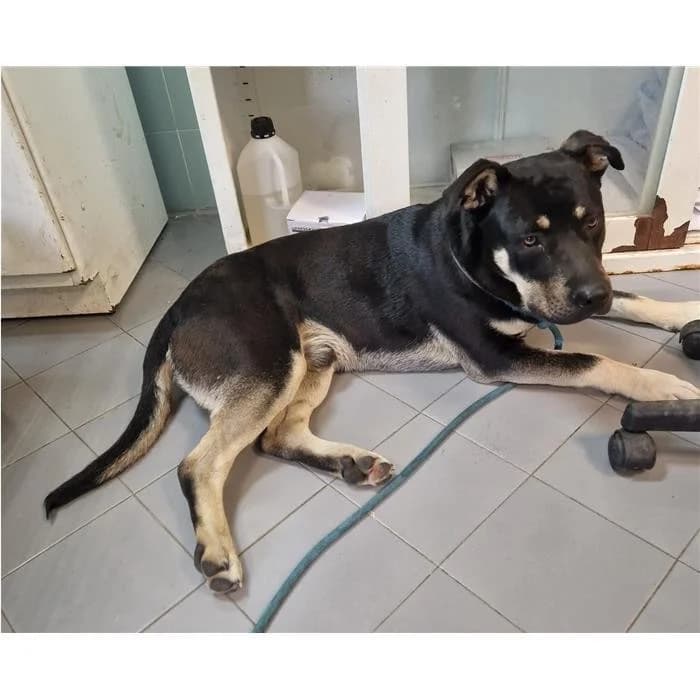 Matr. 2023/0626, Nero Focato male 4yo Pit Bull Terrier for adoption at Canile della Muratella, Rome