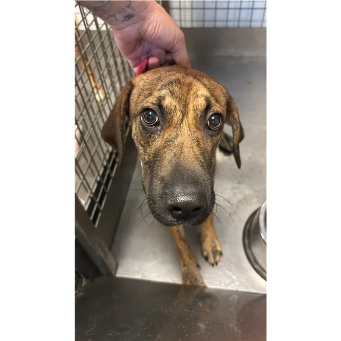 Clio, Tigrato female puppy mixed breed for adoption at Canile della Muratella, Rome