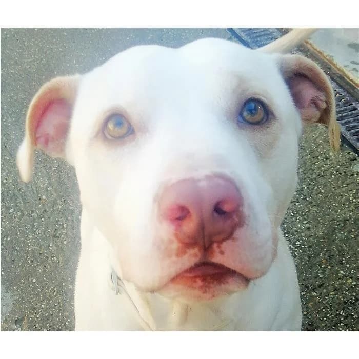 Tobia, bianco arancio male 7yo Pit Bull Terrier for adoption at Canile della Muratella, Rome