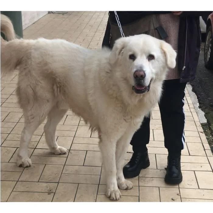 Tyson, Bianco male 7yo mixed breed for adoption at Canile della Muratella, Rome