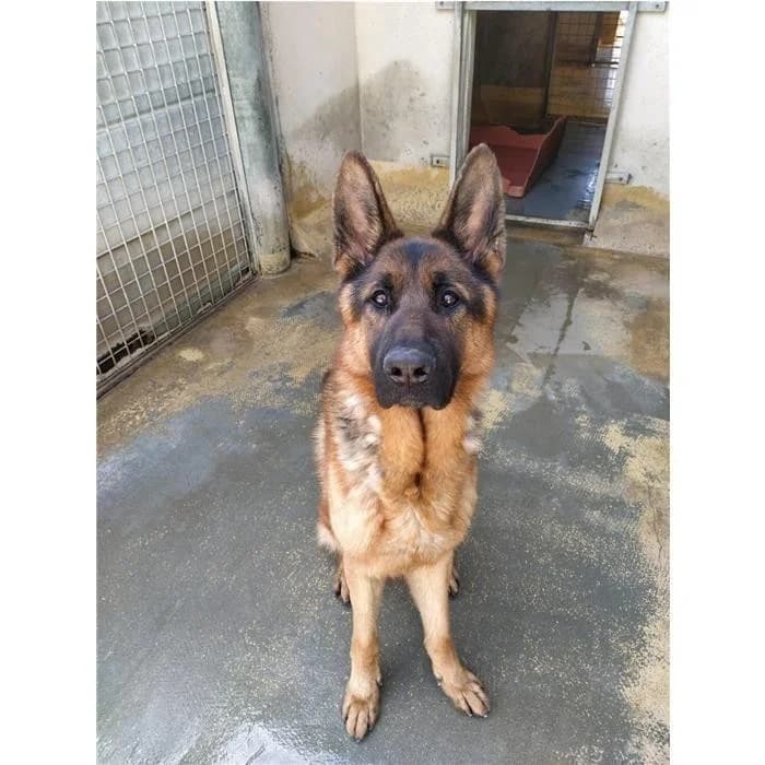 Dog 13790, Nero Focato male 6yo German Shepherd for adoption at Canile della Muratella, Rome