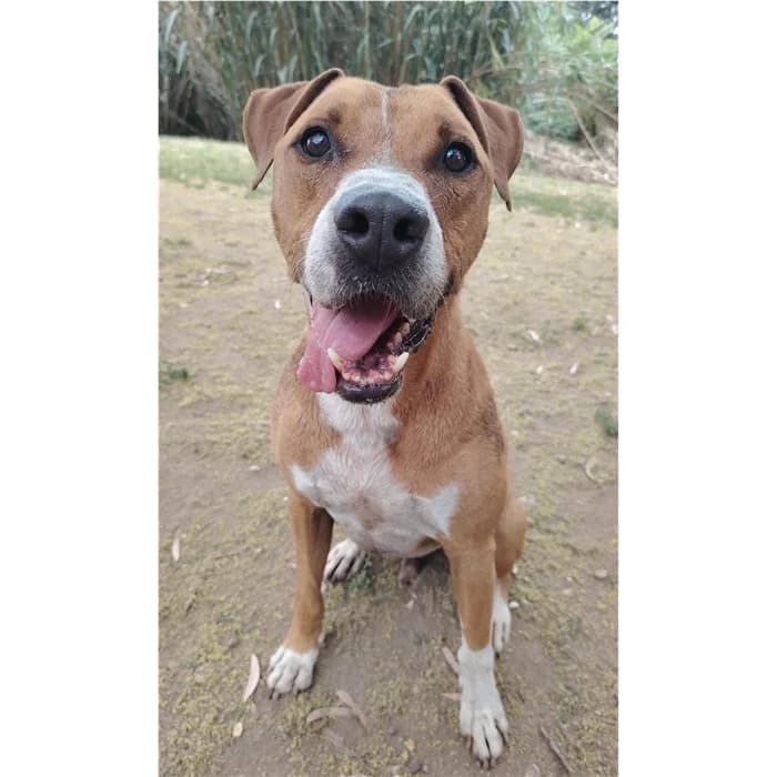 Alain, fulvo bianco male 6yo Pit Bull Terrier for adoption at Canile della Muratella, Rome