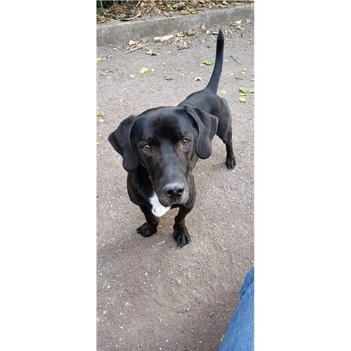 Ago, Nero male senior mixed breed for adoption at Canile della Muratella, Rome