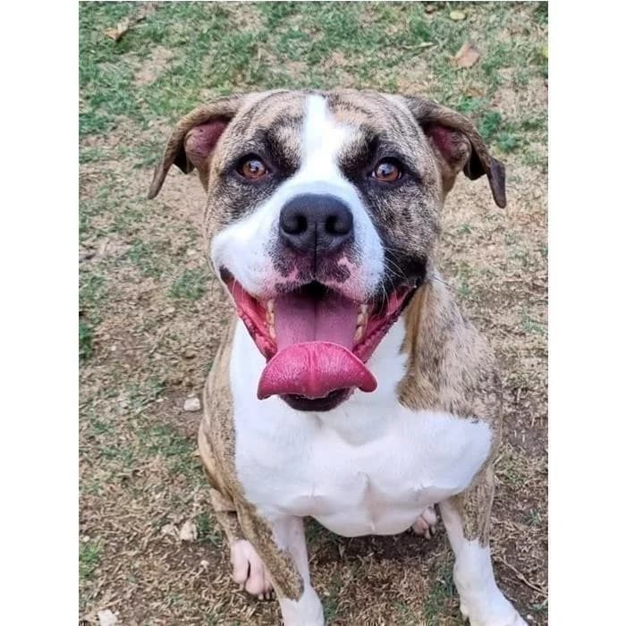 Zizu, Tigrato bianco male 7yo American Staffordshire Terrier for adoption at Canile della Muratella, Rome