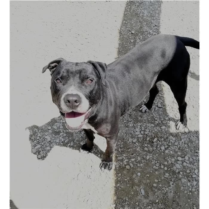 Oreo, Nero Bianco male senior Pit Bull Terrier for adoption at Canile della Muratella, Rome