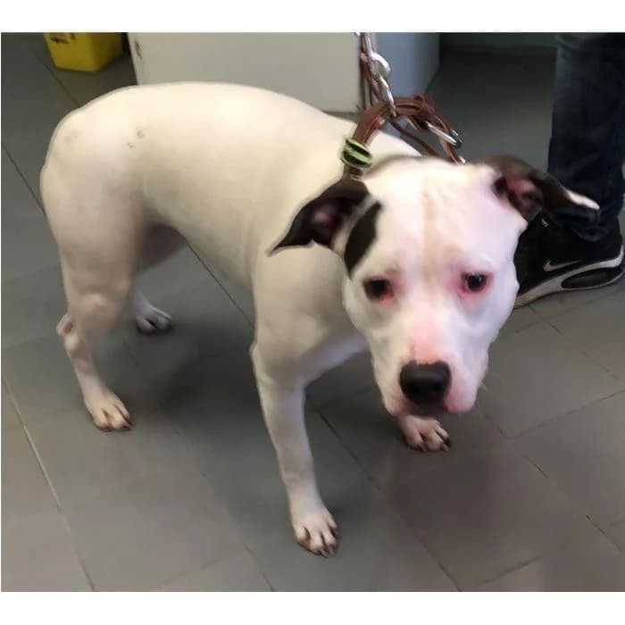 Cloe, Bianco Nero female 5yo Pit Bull Terrier for adoption at Canile della Muratella, Rome