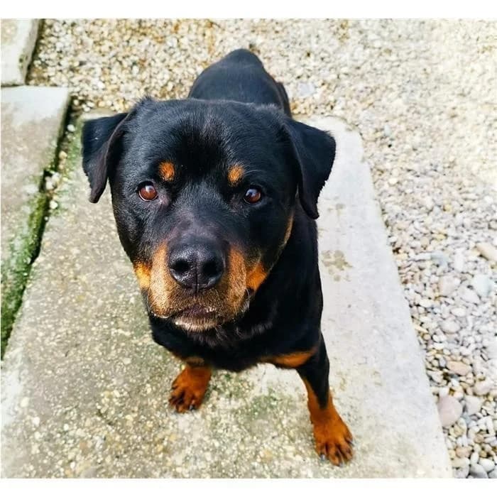Scar, Nero Focato male senior Rottweiler for adoption at Canile della Muratella, Rome