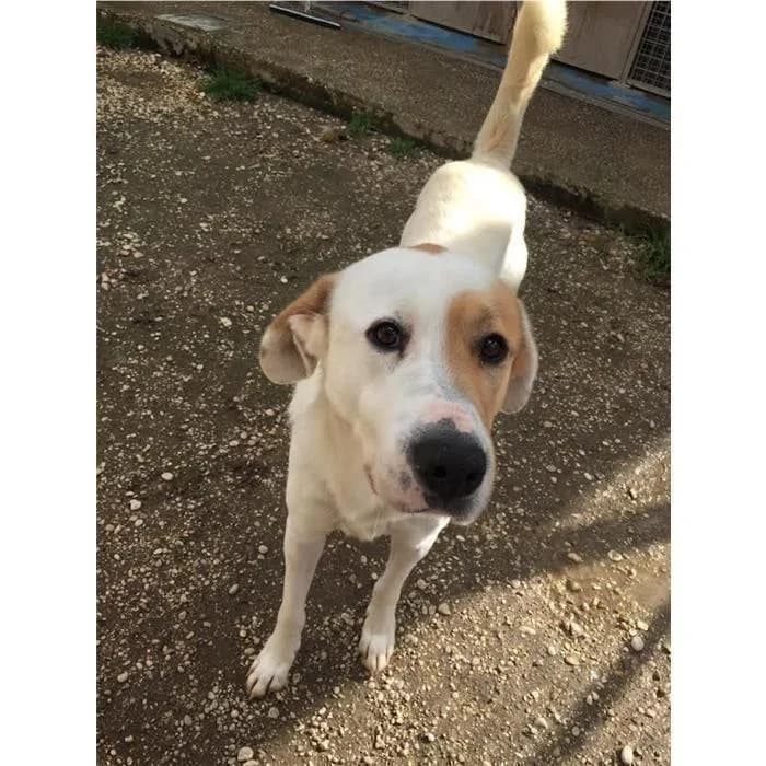 Geno, bianco arancio male senior mixed breed for adoption at Canile della Muratella, Rome