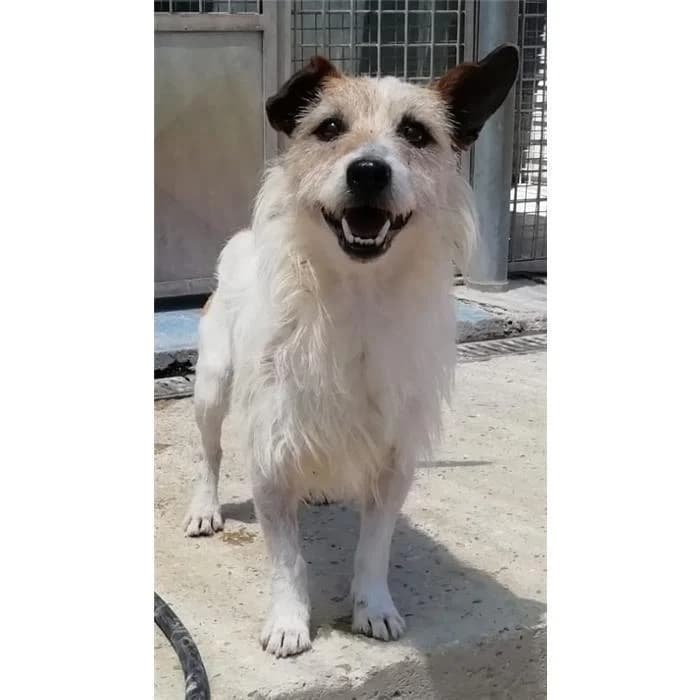 Arnoldo, tricolore male senior Jack Russell Terrier for adoption at Canile della Muratella, Rome