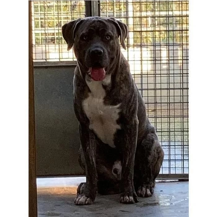 Rugantino, grigio tigrato male 4yo Cane Corso for adoption at Canile della Muratella, Rome