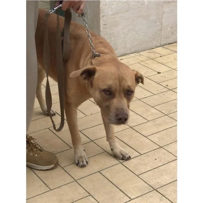 Bottone, Fulvo male 6yo Pit Bull Terrier for adoption at Canile della Muratella, Rome