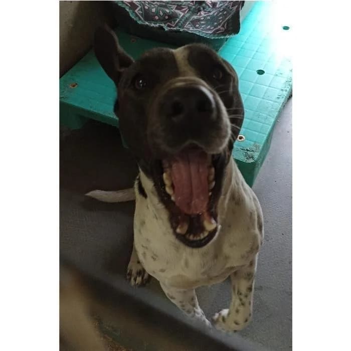 Lillo, tricolore male 5yo mixed breed for adoption at Canile della Muratella, Rome