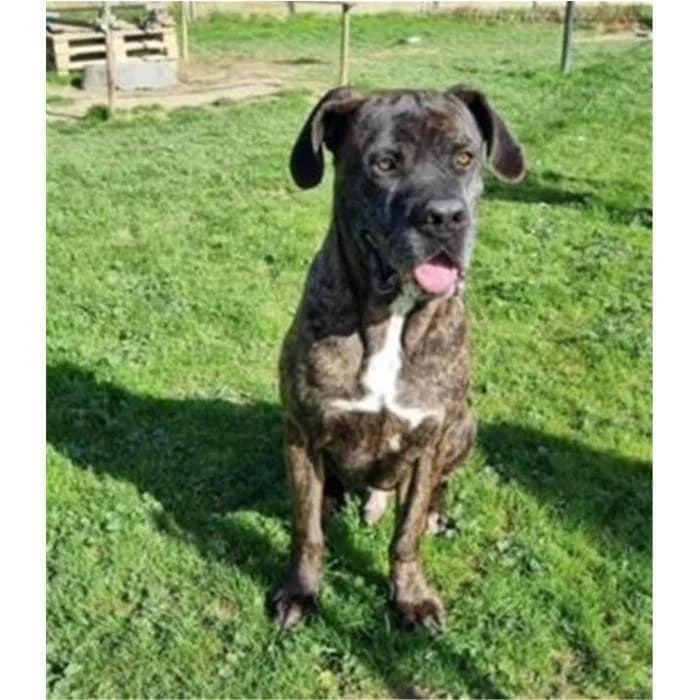 Wilson, Tigrato male senior Cane Corso for adoption at Canile della Muratella, Rome